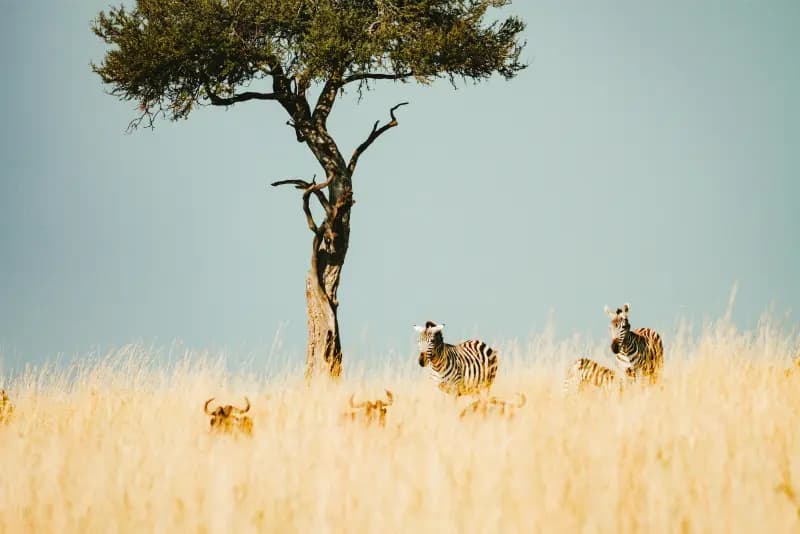 Fahari Yetu Travel