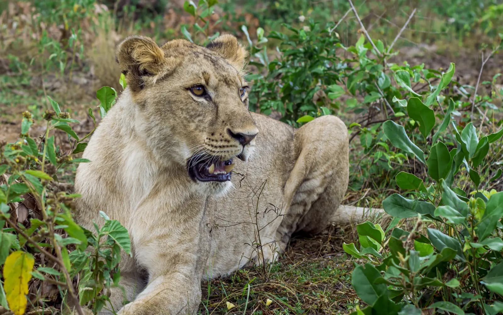 Zanzibar Lion Park